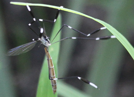 Bittacomorpha clavipes Bittacomorpha clavipes
